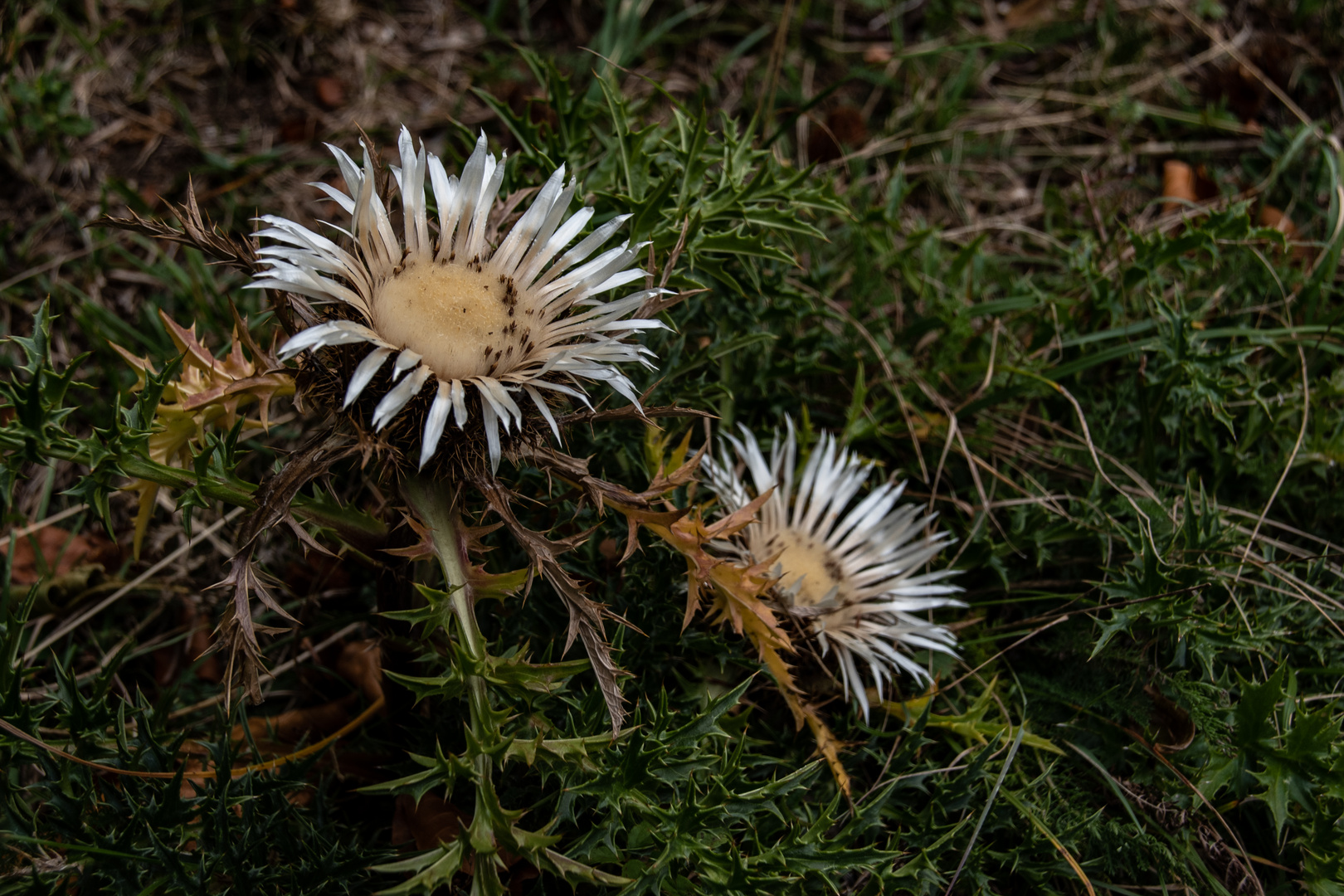 Die Silberdistel