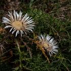 Die Silberdistel