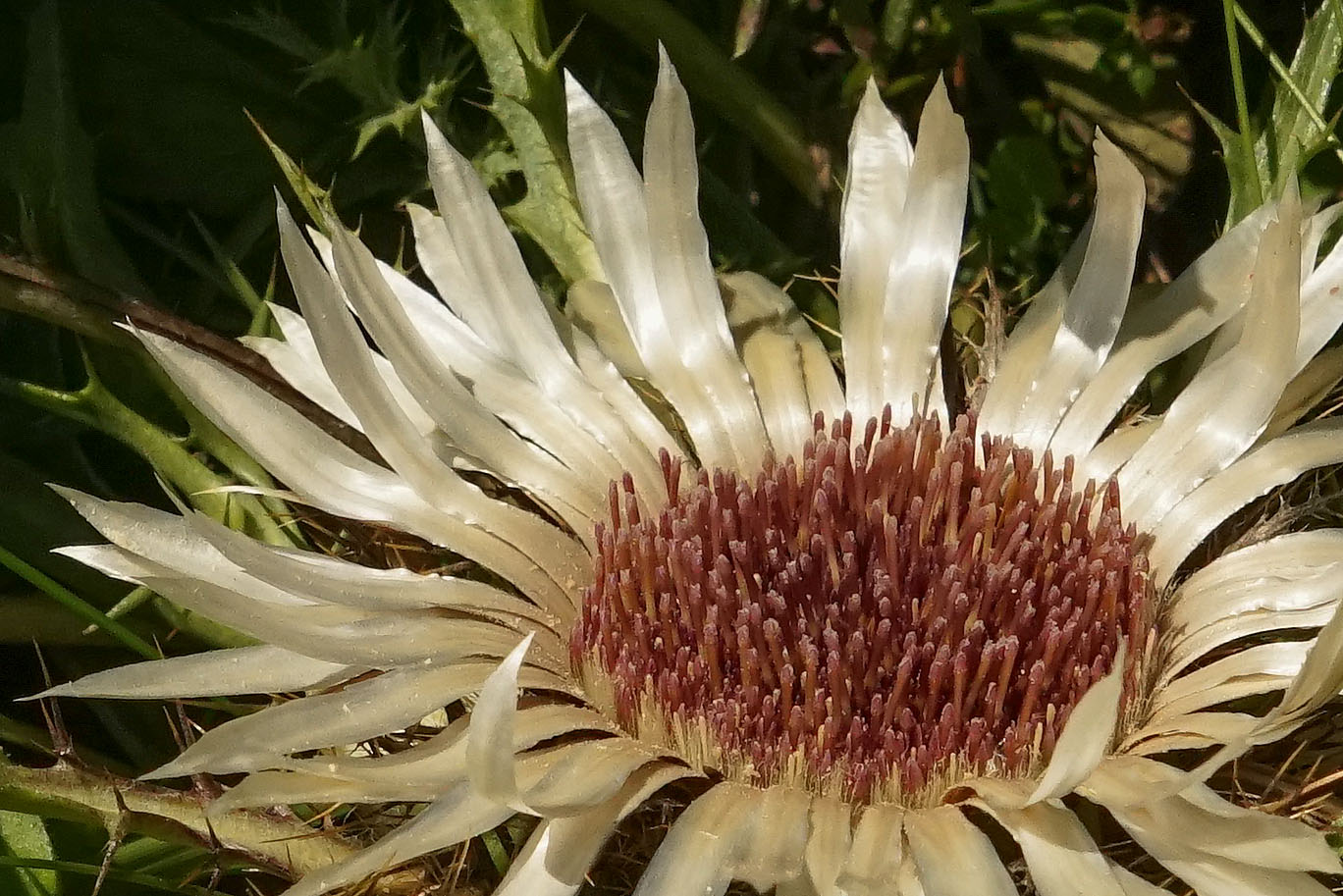 Die Silberdistel