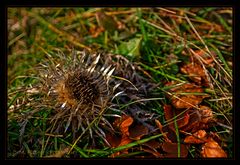 die Silberdistel am Wegesrand