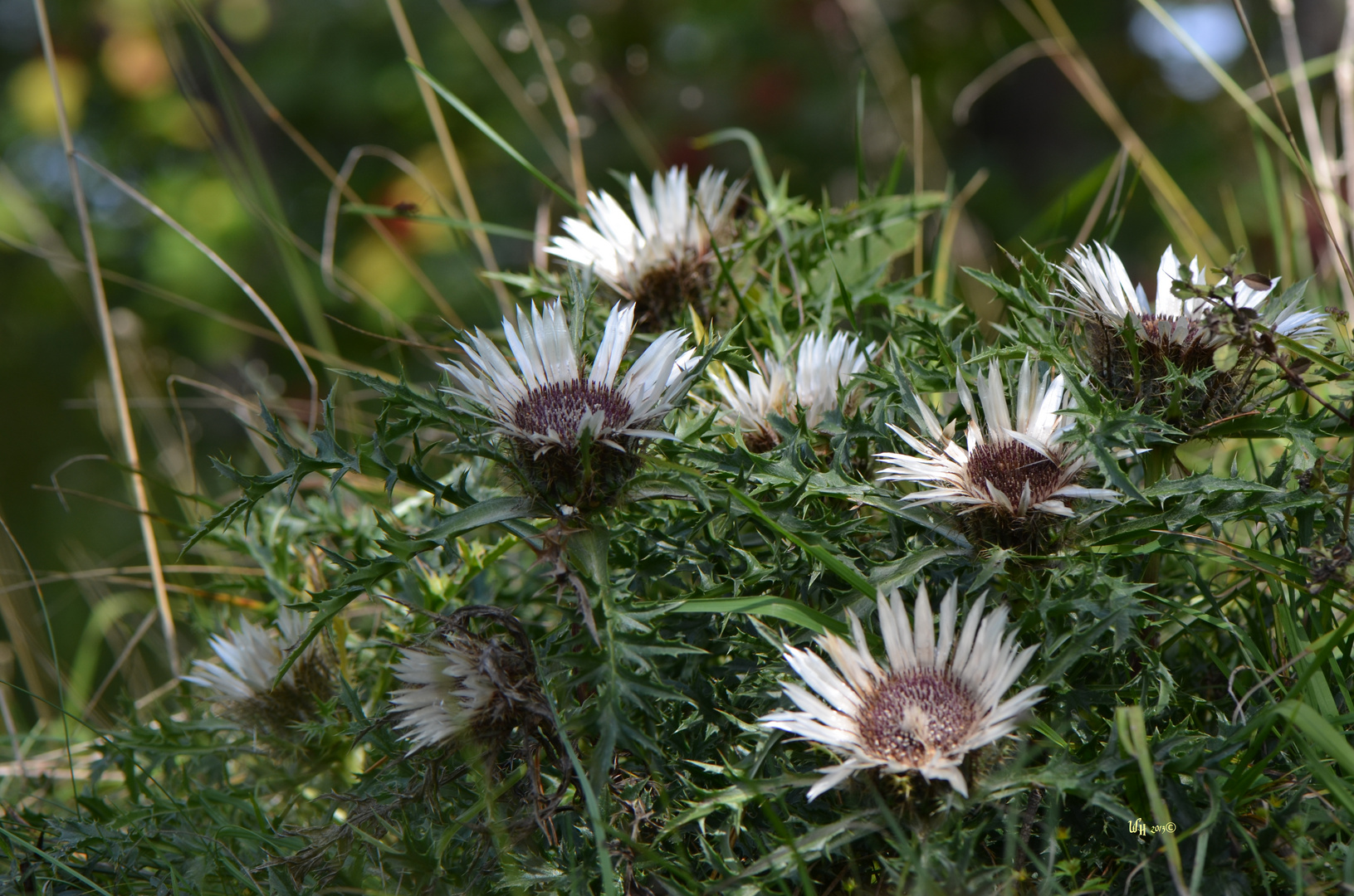 Die Silberdistel (Carlina acaulis)