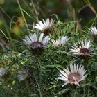 Die Silberdistel (Carlina acaulis)