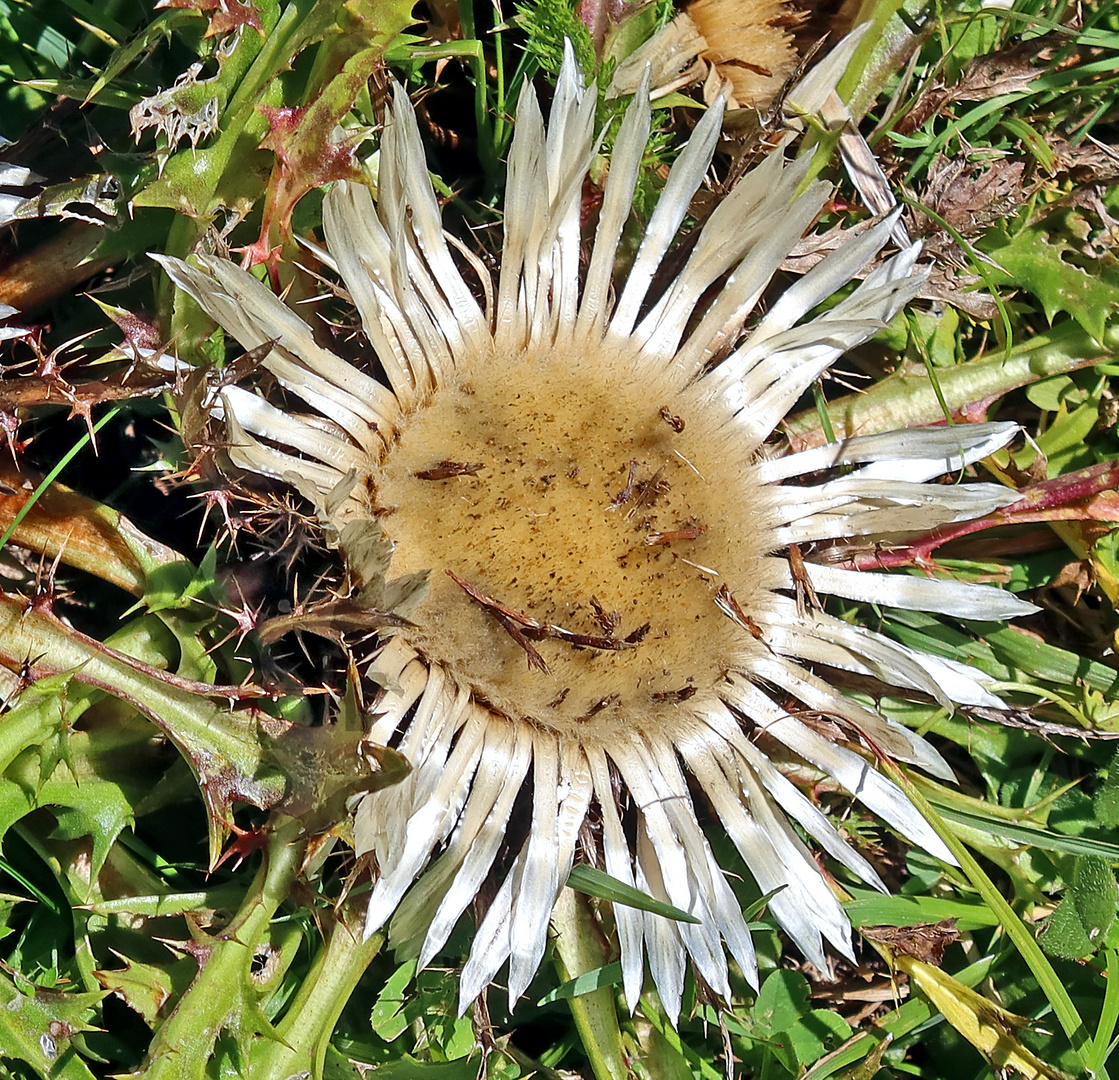 Die Silberdistel lächelte mich an