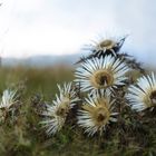 Die Silberdistel Symbolblume der schwäb. Alb