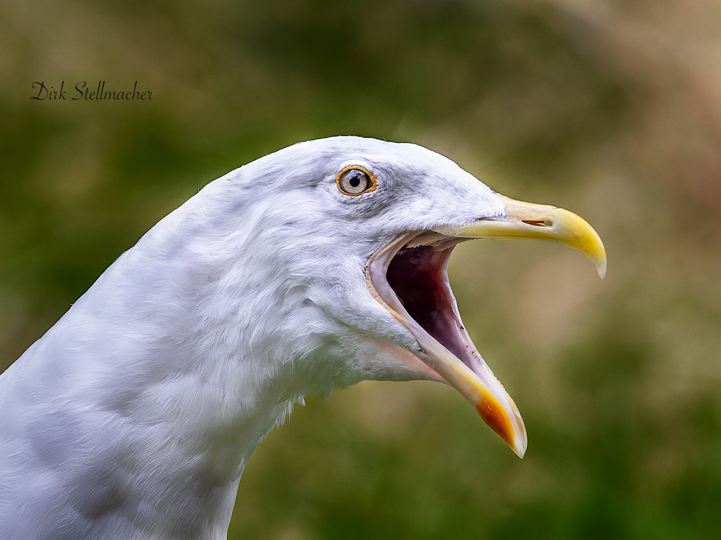 Die Silbermöwe