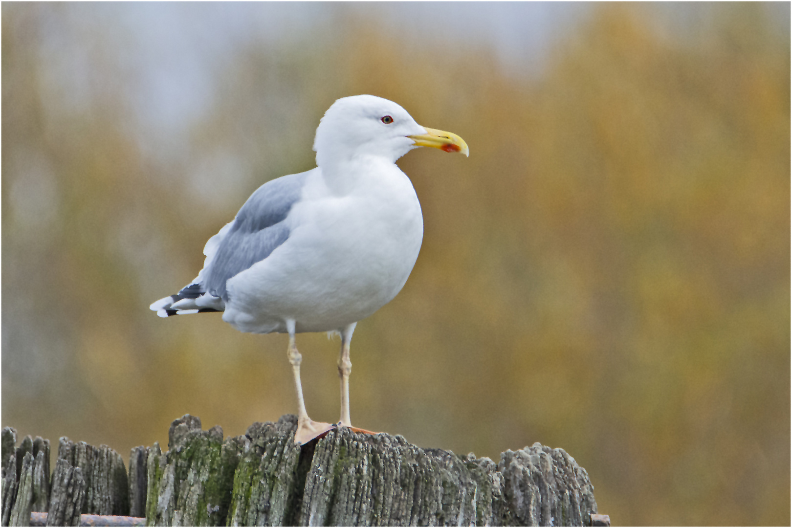 Die Silbermöwe (Larus argentatus) ruhte auf . . .