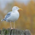 Die Silbermöwe (Larus argentatus) ruhte auf . . .