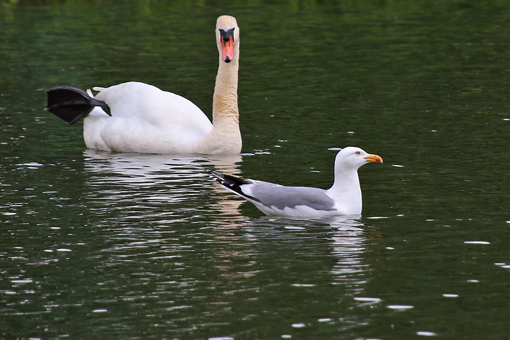 die Silbermöwe und der Höckerschwan