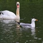 die Silbermöwe und der Höckerschwan