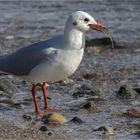 Die Silbermöwe und der kleine Butt ..... 2