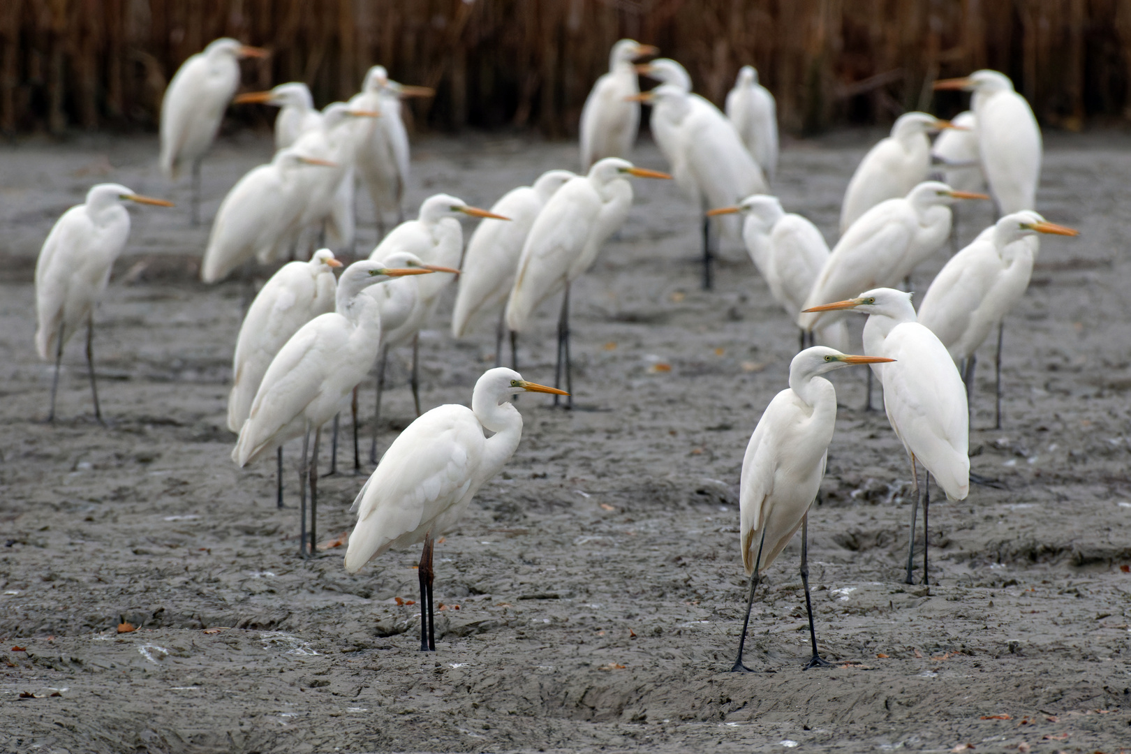 Die Silberreiher - Ardea alba - ...