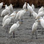 Die Silberreiher - Ardea alba - ...