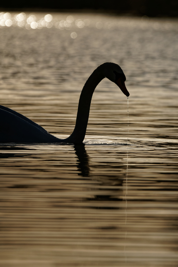 Die Silhouette eines Schwans