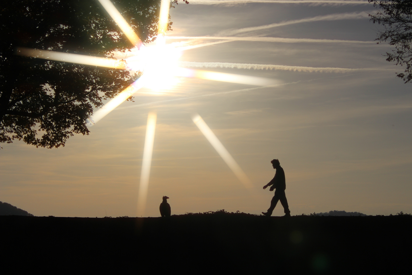 die Silhouetten