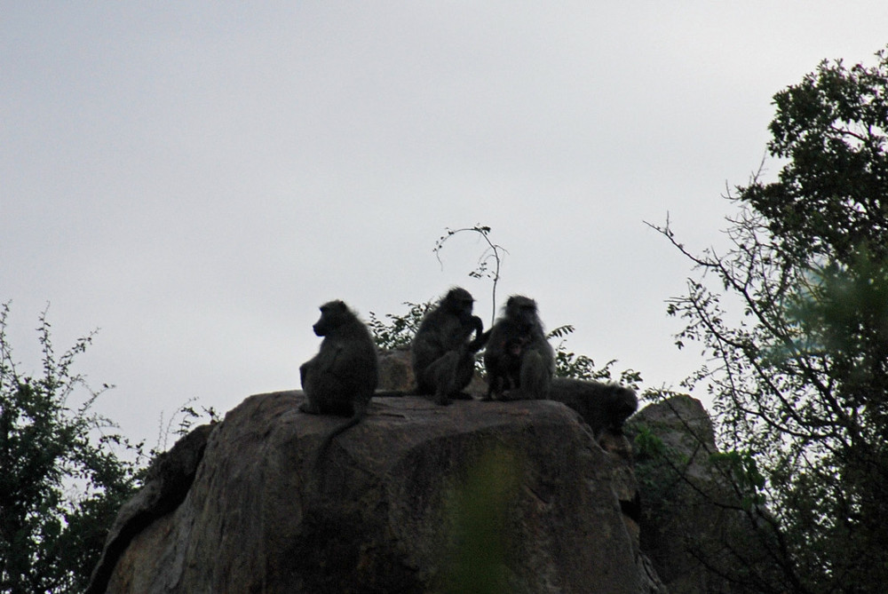 Die Siluetten der drei weisen Affen im letzten Abendlicht