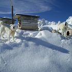 Die Simonyhütte/Dachstein war besetzt