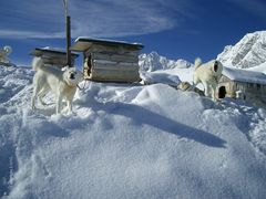 Die Simonyhütte/Dachstein war besetzt