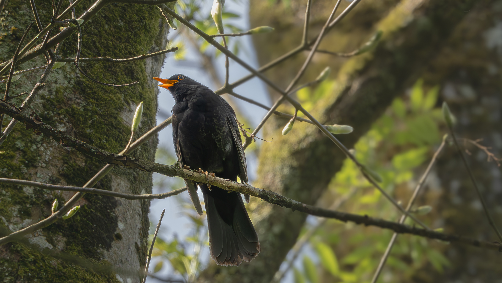 Die Sinfonie der Amsel,