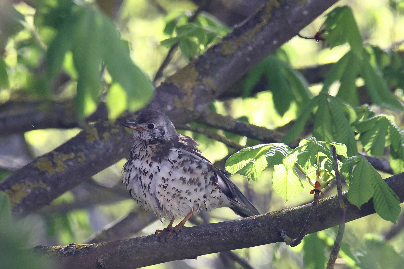  Die Singdrossel (Turdus philomelos)