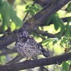  Die Singdrossel (Turdus philomelos)