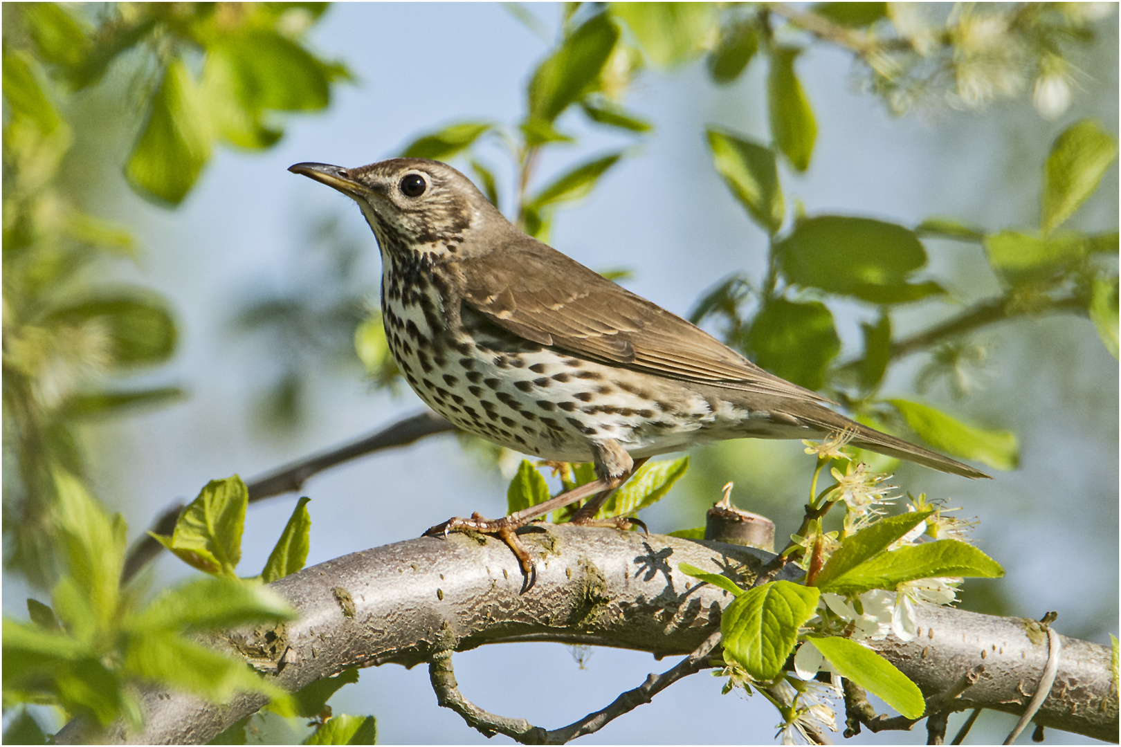 Die Singdrossel (Turdus philomelos) . . .