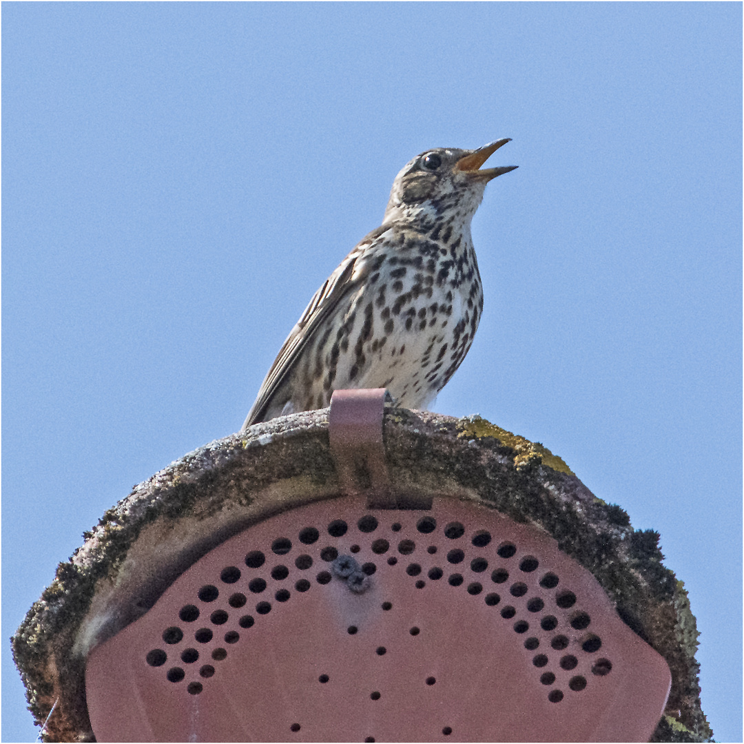 Die Singdrossel (Turdus philomelos) . . .