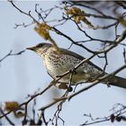 Die Singdrossel (Turdus philomelos) . . .