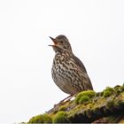 Die Singdrossel (Turdus philomelos) . . .