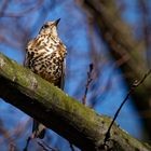 Die Singdrossel (Turdus philomelos) behält den Überblick