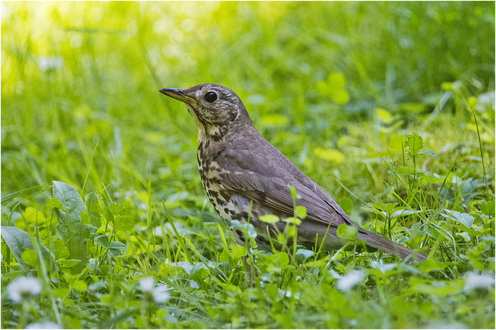 Die Singdrossel (Turdus philomelos) . . .