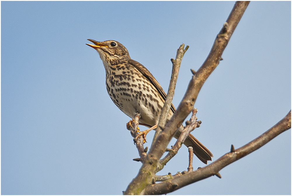 Die Singdrossel (Turdus philomelos) ist sehr stimmenbegabt und . . .