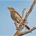 Die Singdrossel (Turdus philomelos) ist sehr stimmenbegabt und . . .