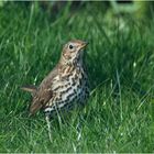 Die Singdrossel (Turdus philomelos) singt wunderschön . . .