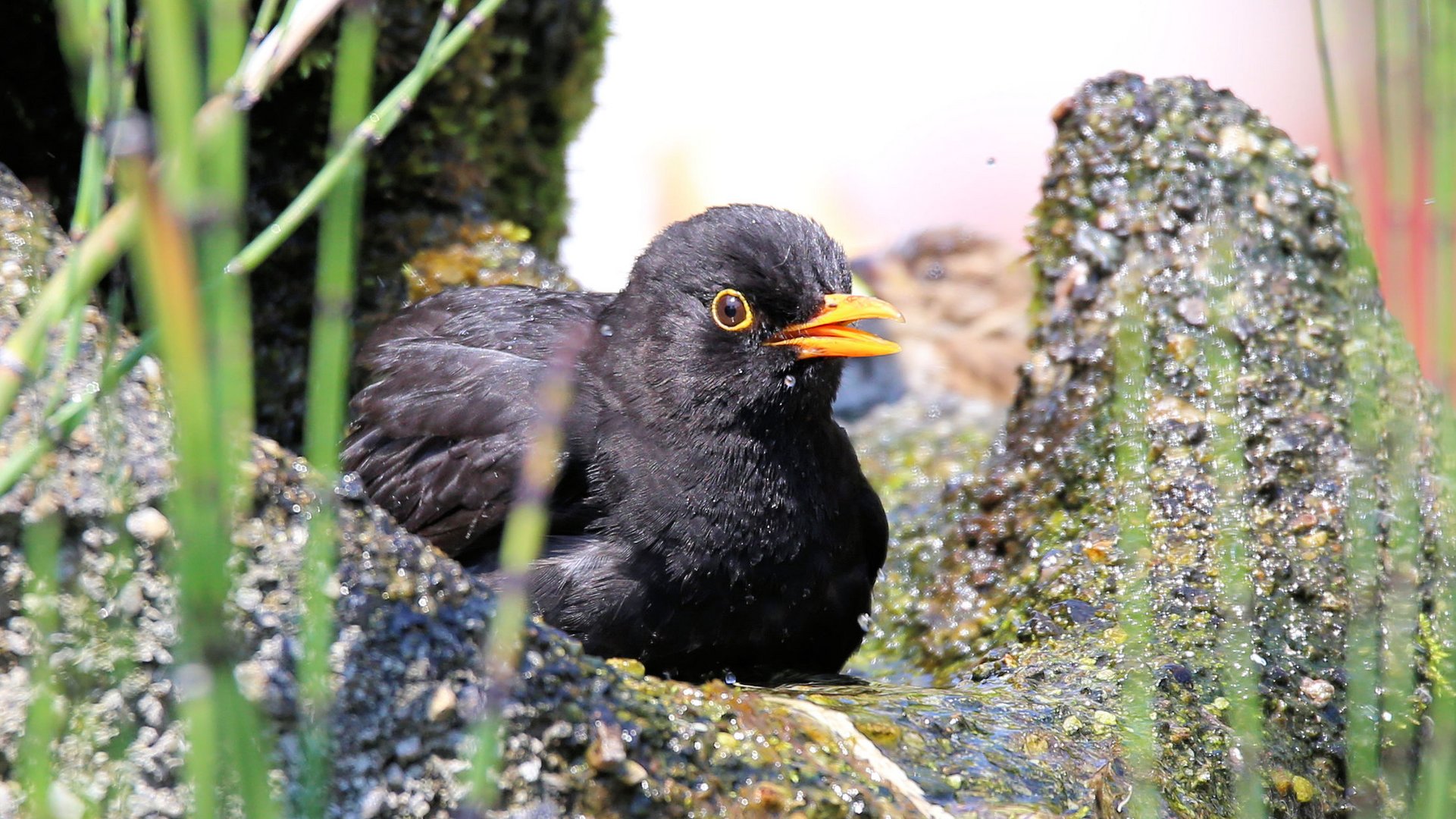 Die singende Amsel..