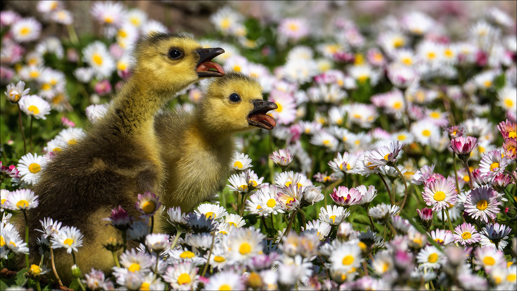 Die singenden Gänslein