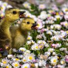 Die singenden Gänslein