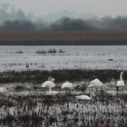 die Singschwäne (Cygnus cygnus)...