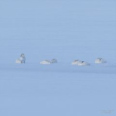 Die Singschwäne von Jerisjärvi 