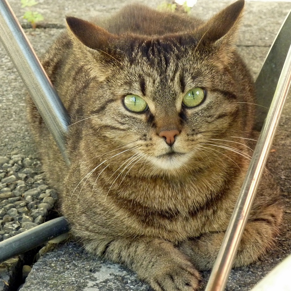 die Skeptische, Nachbars Katze