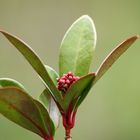 Die Skimmia blüte