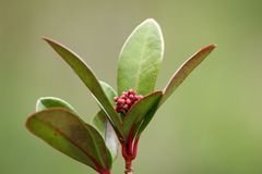 Die Skimmia blüte