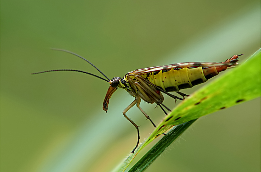 Die Skorpionsfliege...