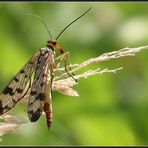 die Skorpionsfliege