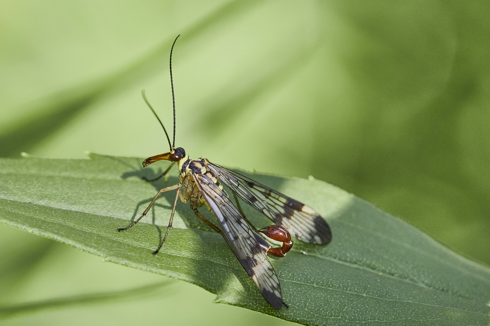 Die Skorpionsfliege