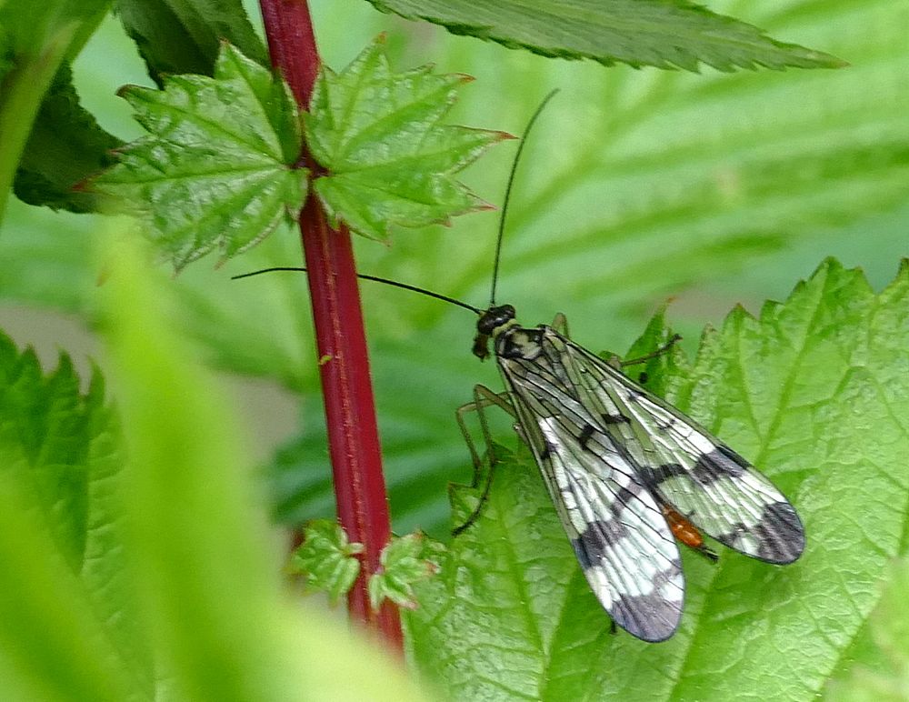 Die Skorpionsfliege im Gebüsch 