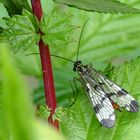 Die Skorpionsfliege im Gebüsch 