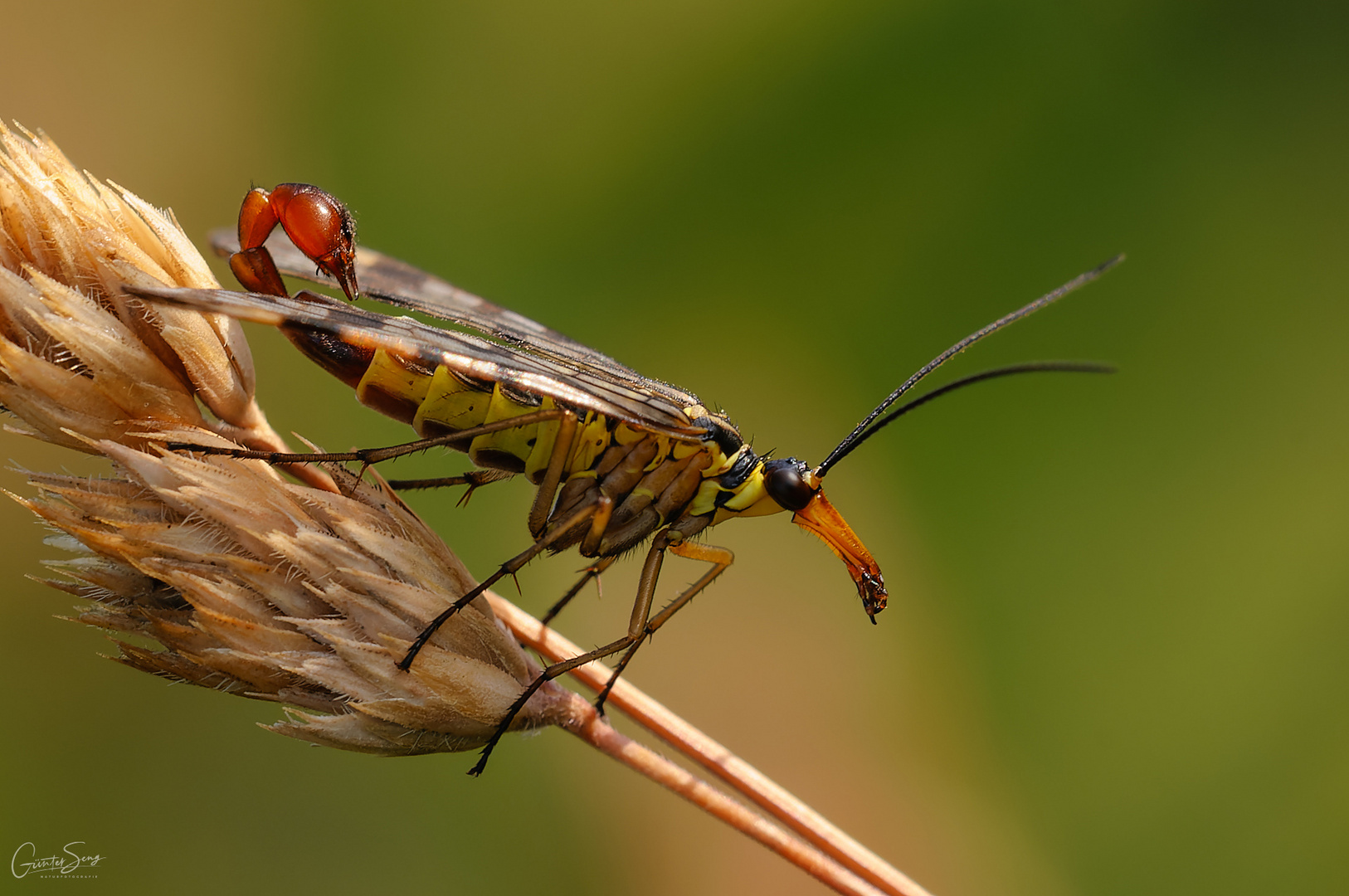 Die Skorpionsfliege (Panorpidae) ....