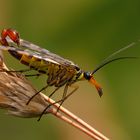 Die Skorpionsfliege (Panorpidae) ....