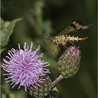 Die Skorpionsfliegen-Frau ...