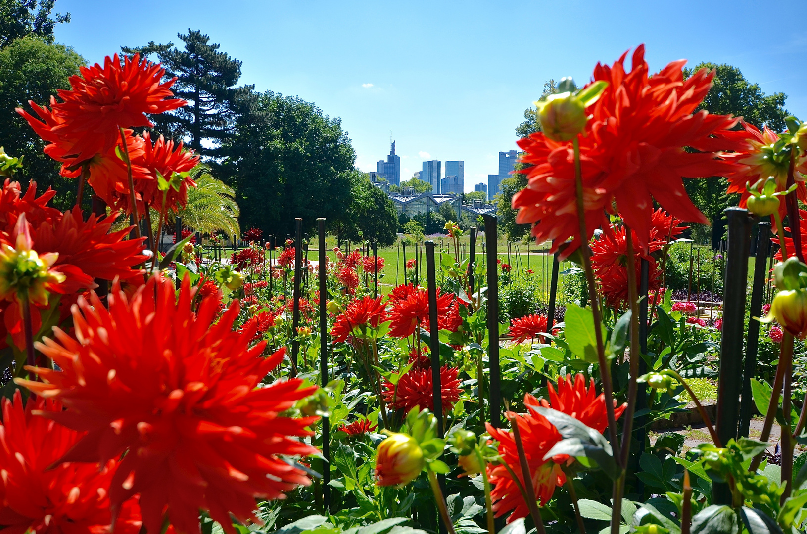 Die Skyline von Frankfurt mal anders